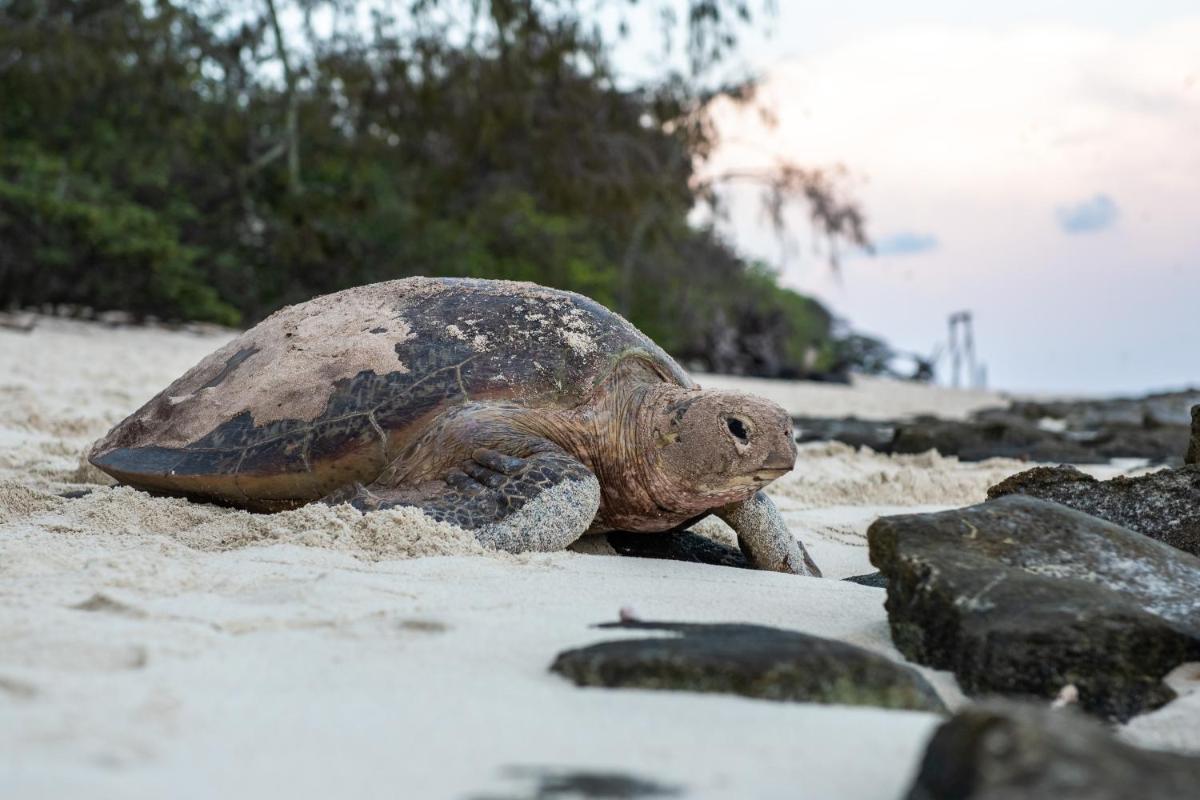 Heron Island